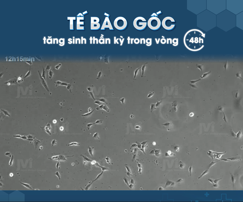 TẾ BÀO GỐC TĂNG SINH THẦN KỲ TRONG MÔI TRƯỜNG NUÔI CẤY ĐỘC QUYỀN HELENE MEDIUM