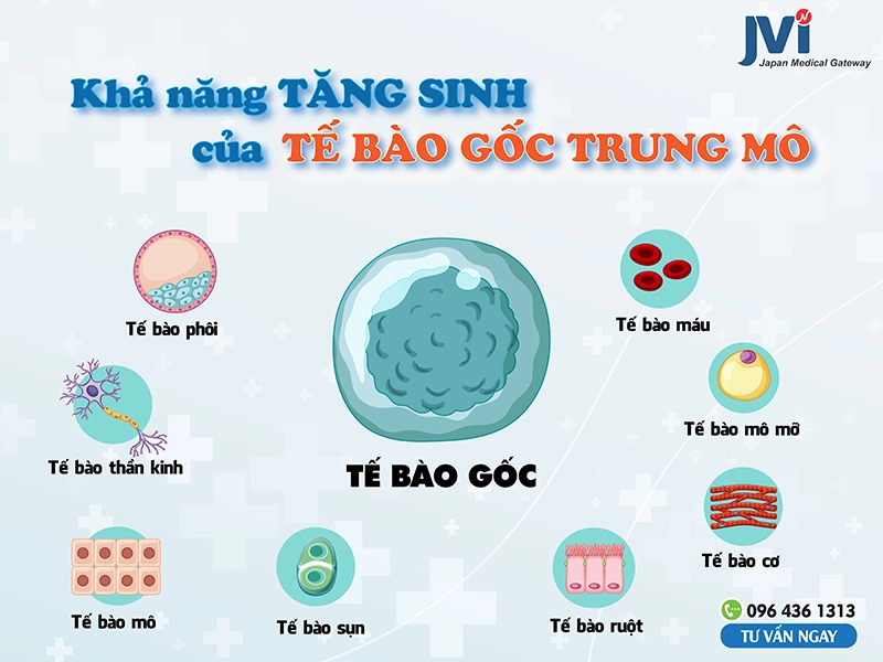 Khả năng tăng sinh của Tế bào gốc Trung mô